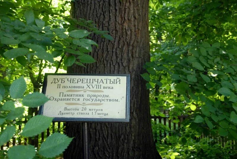 Во дворе исследовательского центра растет девять деревьев
