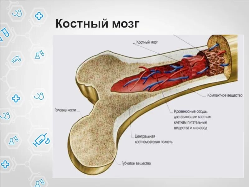 Заполнена красным костным мозгом. Красный костный мозг строение.