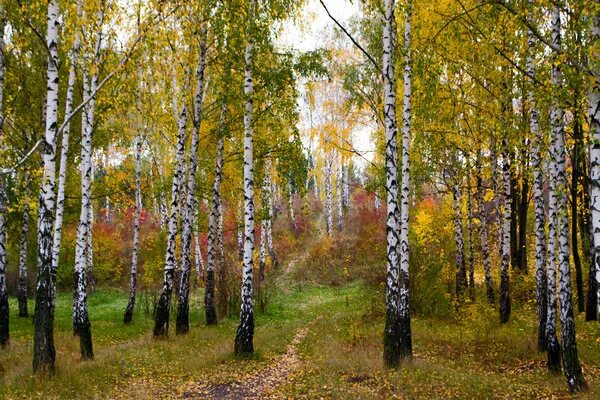 Березовая роща. Березовая роща мраково. Березовая роща новомосковск. Березовая роща сергиев посад. Яранская березовая роща.