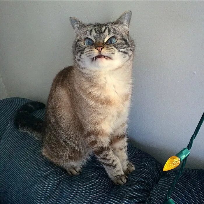 Кот локки. Кошка вампир локи. кот отвращение. коту противно.