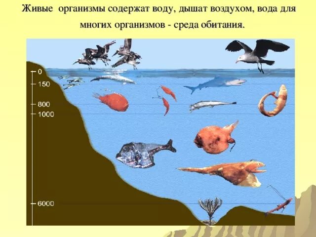 В верхнем слое воды обитает больше организмов