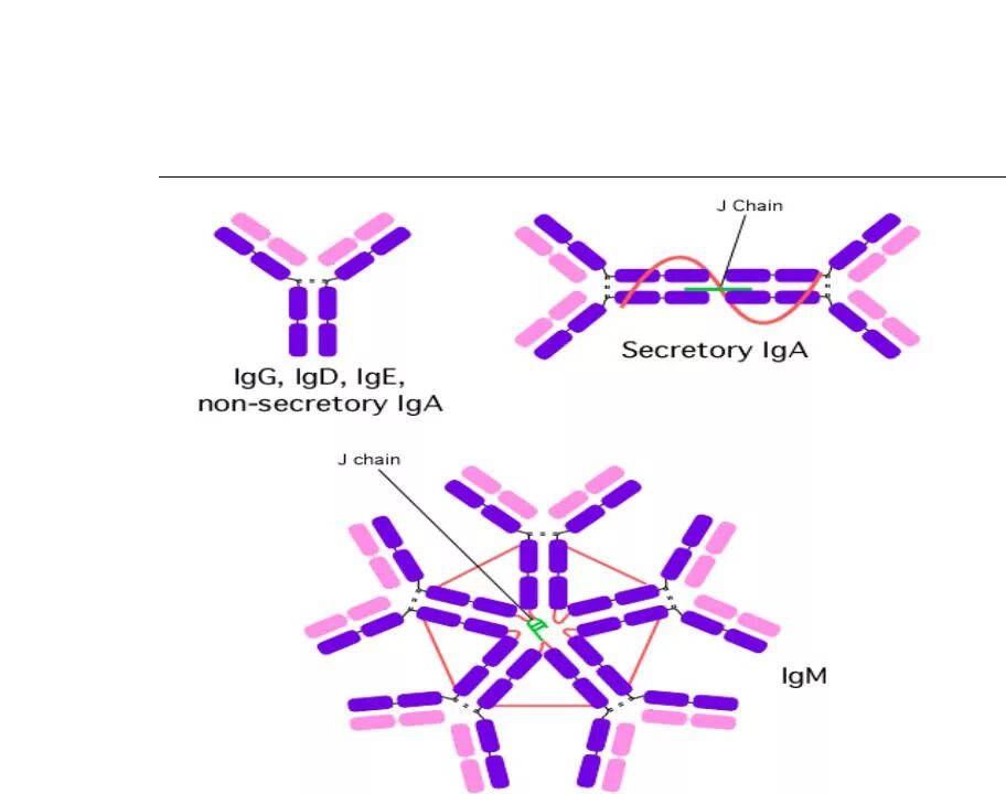 Строение молекулы иммуноглобулина g1. Строение молекулы иммуноглобулина g. Структура иммуноглобулинов иммунология. Строение молекулы иммуноглобулина микробиология. Иммуноглобулин слизистых оболочек