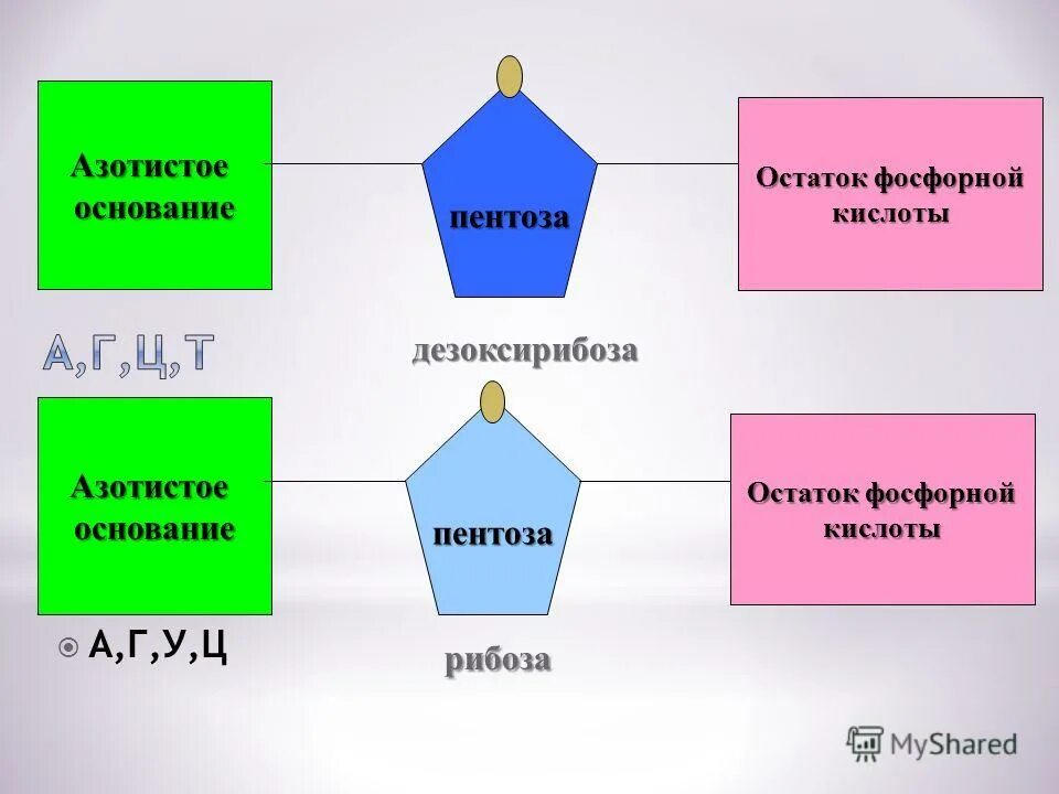 Остаток фосфорной кислоты в нуклеотидах. Углевод 3. Азотистое основание остаток фосфорной кислоты и. Строение нуклеотида остаток фосфорной кислоты. Азотистое основание остаток фосфорной кислоты.