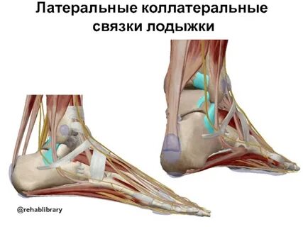 Сухожилие на щиколотке