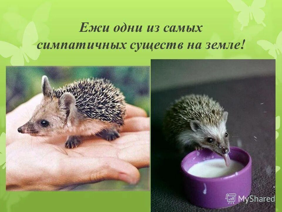 Ежик ежик сколько времени