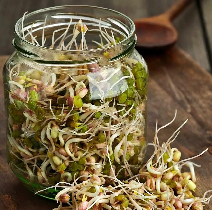 семена пророщенной пшеницы. микрозелень пшеница. семена для проращивания ростков для еды. микрозелень конопли. пророщенные семена маш.