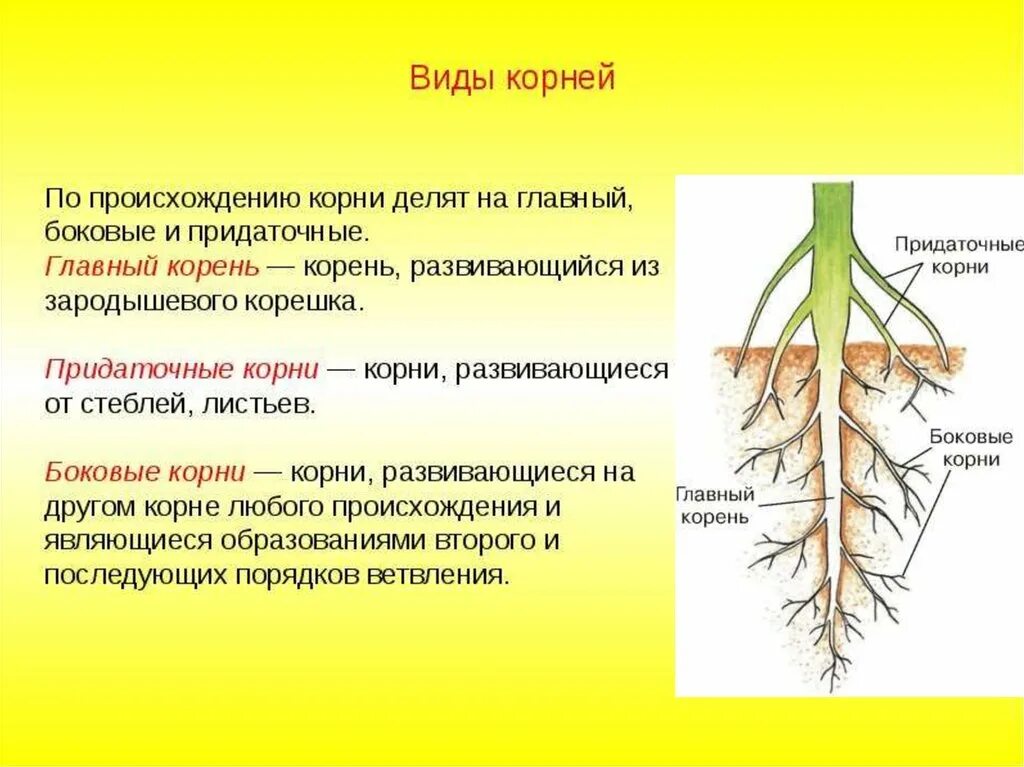 Биология корень и корневая система