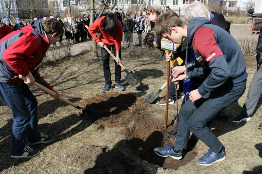 Школьники посадили 4 ряда яблонь. Школьники посадили яблони. Посадка деревьев на участке. Школьники сажают цветы. Школьники садят цветы.