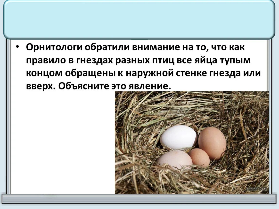 Яйца птиц. Яйца разных птиц в гнездах. Орнитологи обратили внимание на то что как правило в гнездах разных. Определить птицу по яйцу. Пропадает яичко