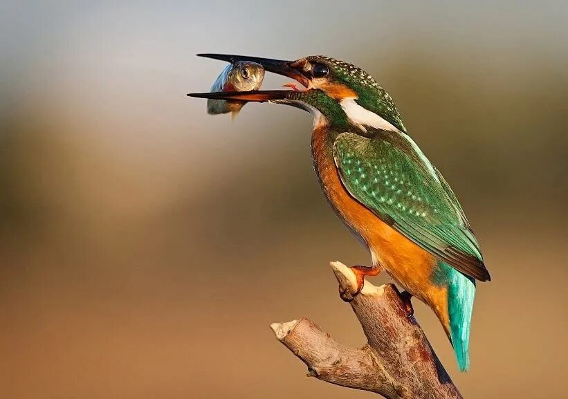 геншин вершина склона зимородка. геншин импакт склон зимородка сокровища. высокий склон зимородка. озеро лухуа факелы. зимородок геншин.