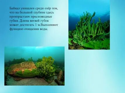 Растения на дне байкала