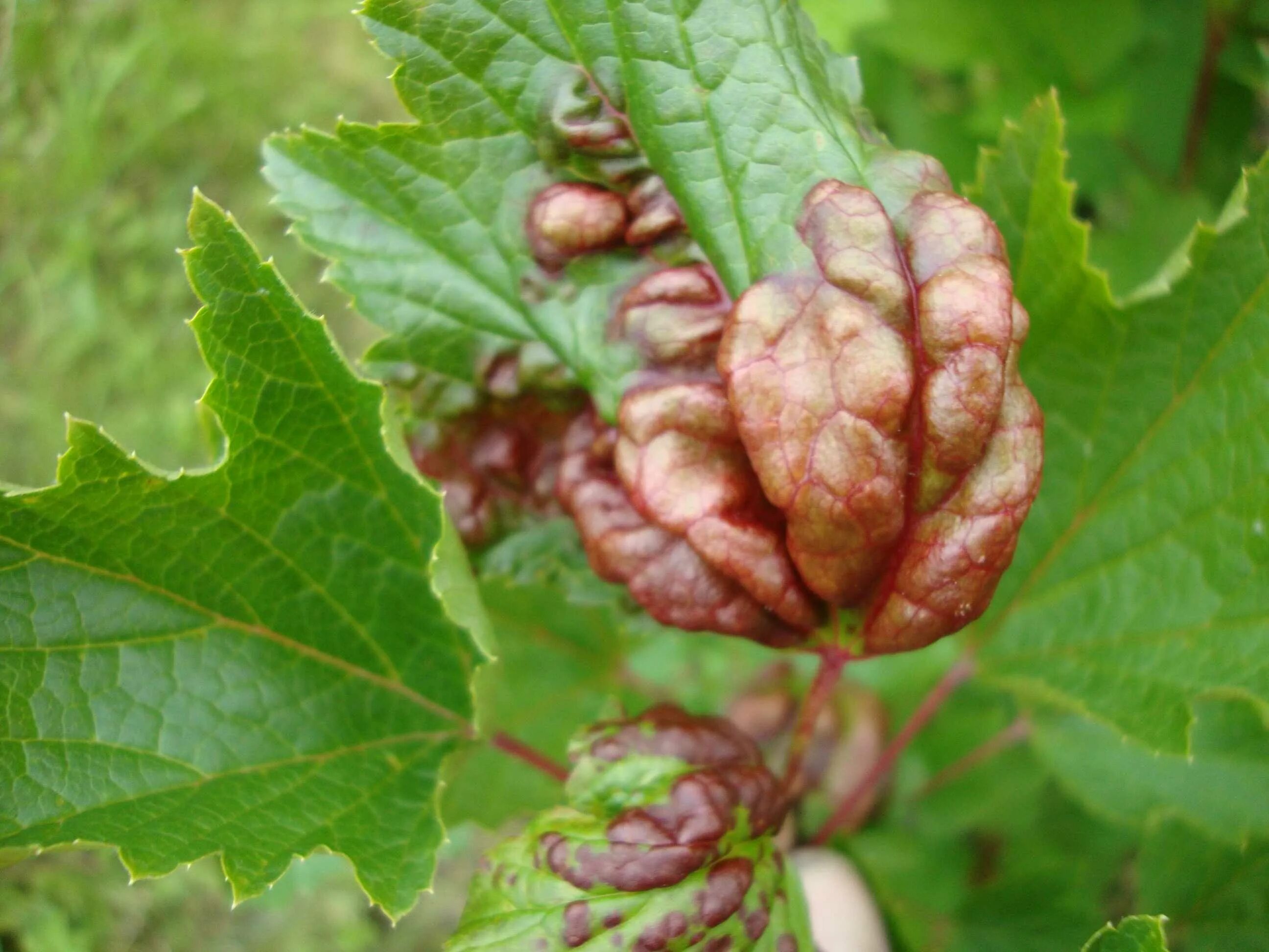 Антракноз смородины тля. Антракноз ржавчина смородины. Заболевания листьев красной смородины. Заболевания листьев красной смородины. Заболевания листьев красной смородины.