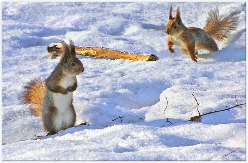 Занятие дикие животные весной