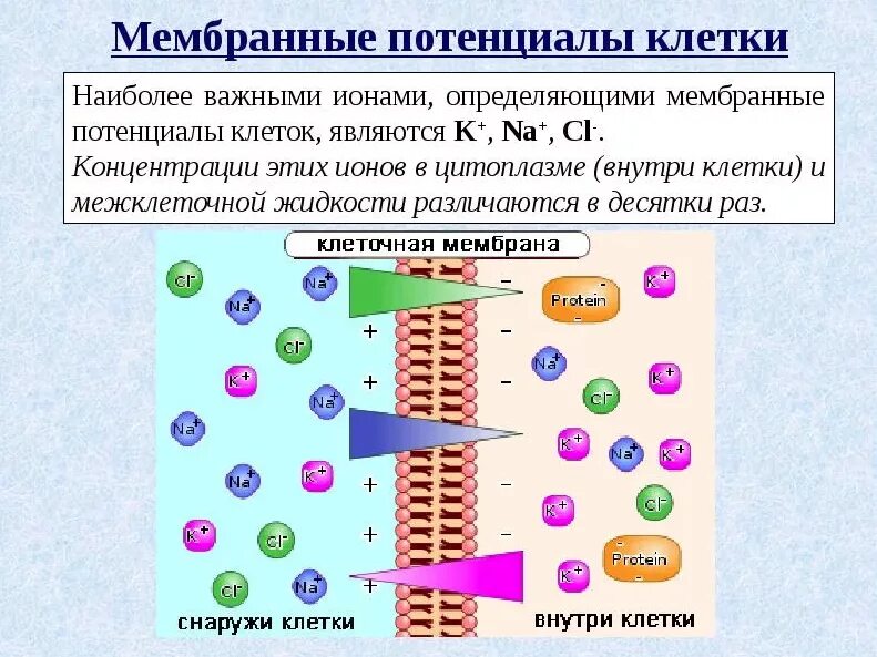 Физическое состояние клетки. Мембранный потенциал ионов клетки. Проницаемость клеточной мембраны ионами. Градиент концентрации ионов мембранный потенциал. Мембранный потенциал покоя клетки.