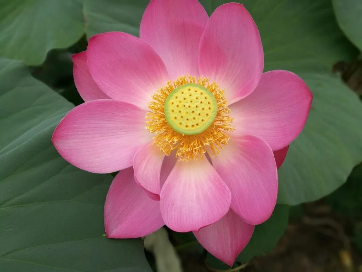 Лотос орехоносный Nelumbo nucifera. Лотос орехоносный красная. Лотос орехоносный сапфир. Лотос орехоносный в России. 5 новых видов растений