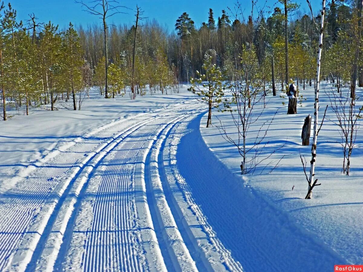 Лыжня Волоколамск. Лыжная трасса. Лыжи на лыжне. Лыжная дорожка.