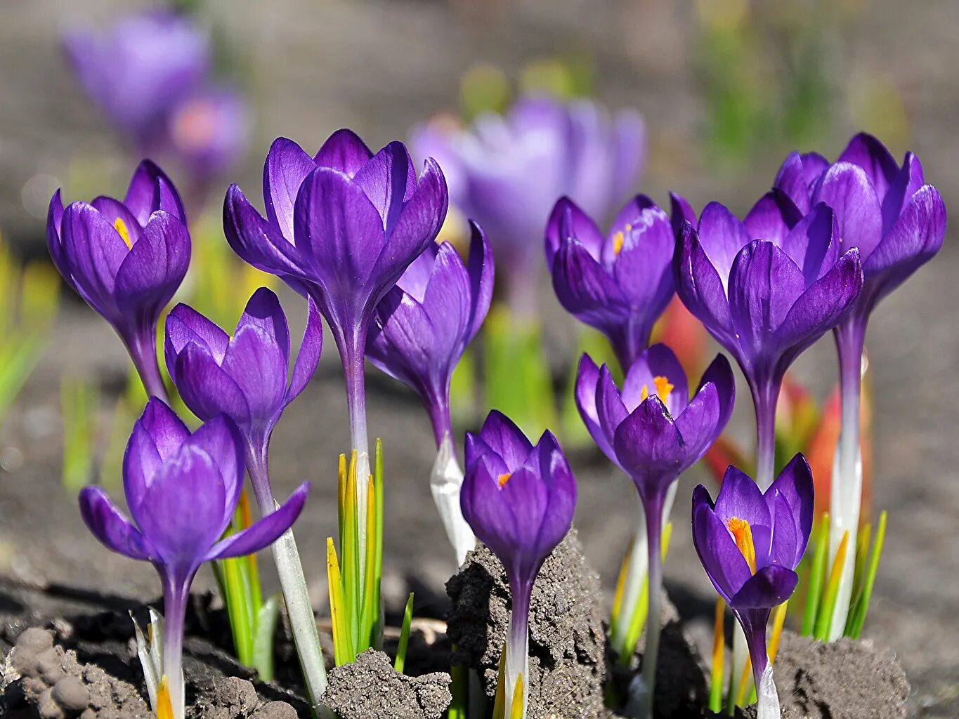 Крокус Шафран цветок. Крокус Шафран весенний. Крокус весенний Crocus vernus. Шафран весенний первоцвет. Цветы весной видео