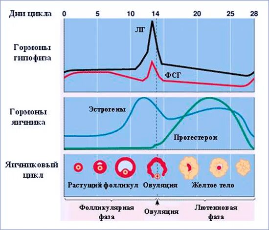 Гормоны цикла месячных фазы менструационного. Гормональные фазы менструационного цикла. Гормоны по дням цикла график. Фазы менструационного цикла фазы. Овуляции после 35