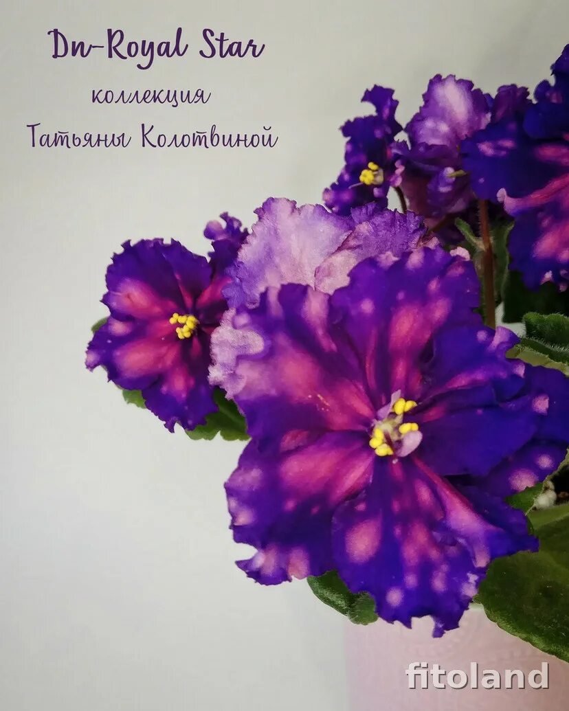 Фиалка стар рич. Фиалка роял викинг. Полар стар химера. Фиалка дн роял стар. Фиалка старинное предание.