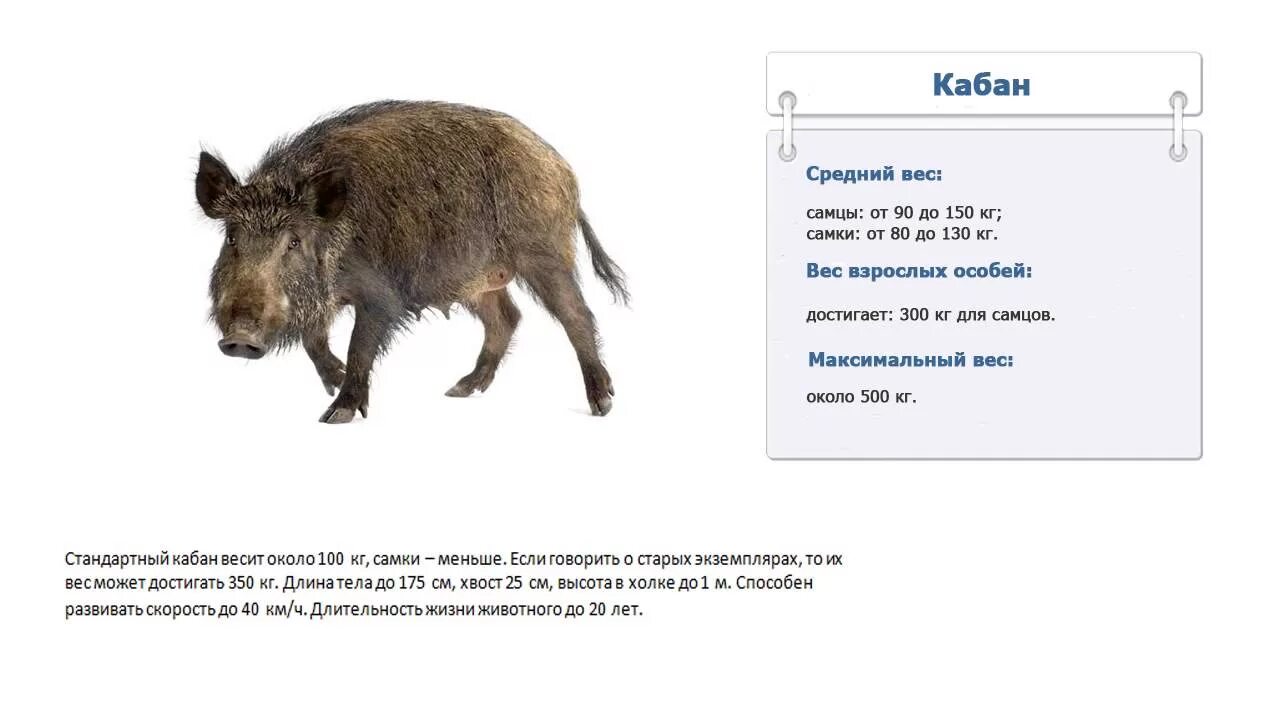 Дикий кабан секач вепрь. Секач кабан самый большой. Секач кабан самый большой. Кабан размеры. Самый большой кабан секач вепрь.