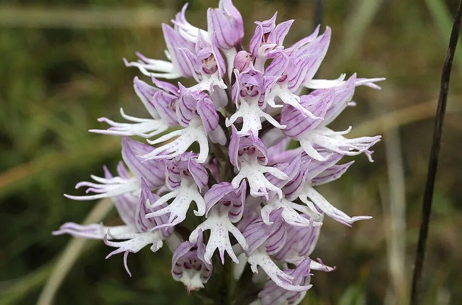 Ятрышник фото. Ятрышник итальянский (Orchis Italica). Орхидея ятрышник итальянский. Ятрышник Обезьяний цветок. Цветок ятрышник италийский.