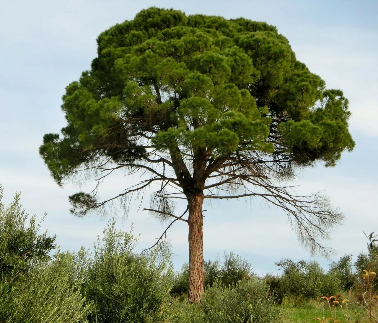 уромская сосна костромская область. сосна под 1. Pinus sylvestris (сосна обыкновенная) 'fastigiata'. варваровка реликтовые сосны. сосна под 1.