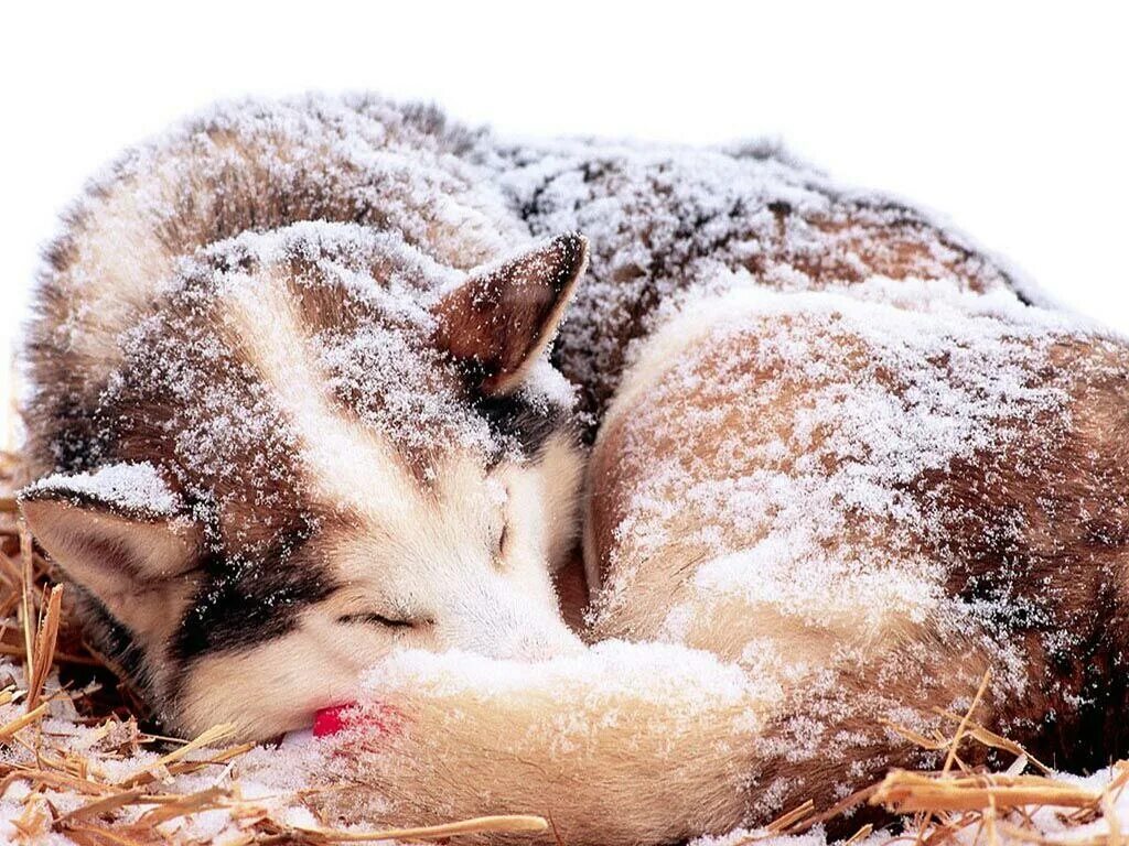 Снег голодный. Зима животные. Спать на снегу. Милые животные зимой. Собака в снегу.