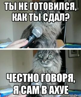 Да я честно