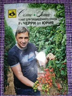 Томат от юрия отзывы