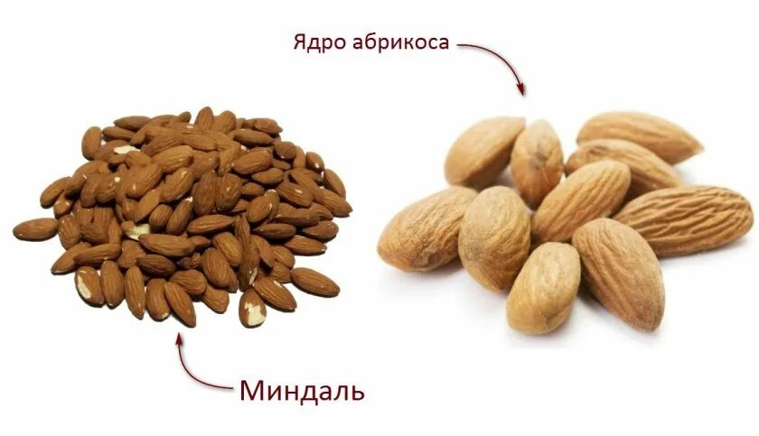 Отличить миндаль от абрикосовой косточки. Косточка абрикоса это миндаль. Косточка абрикоса это миндаль. Абрикосовые косточки и миндаль разница. Косточки абрикоса и миндаль различия.