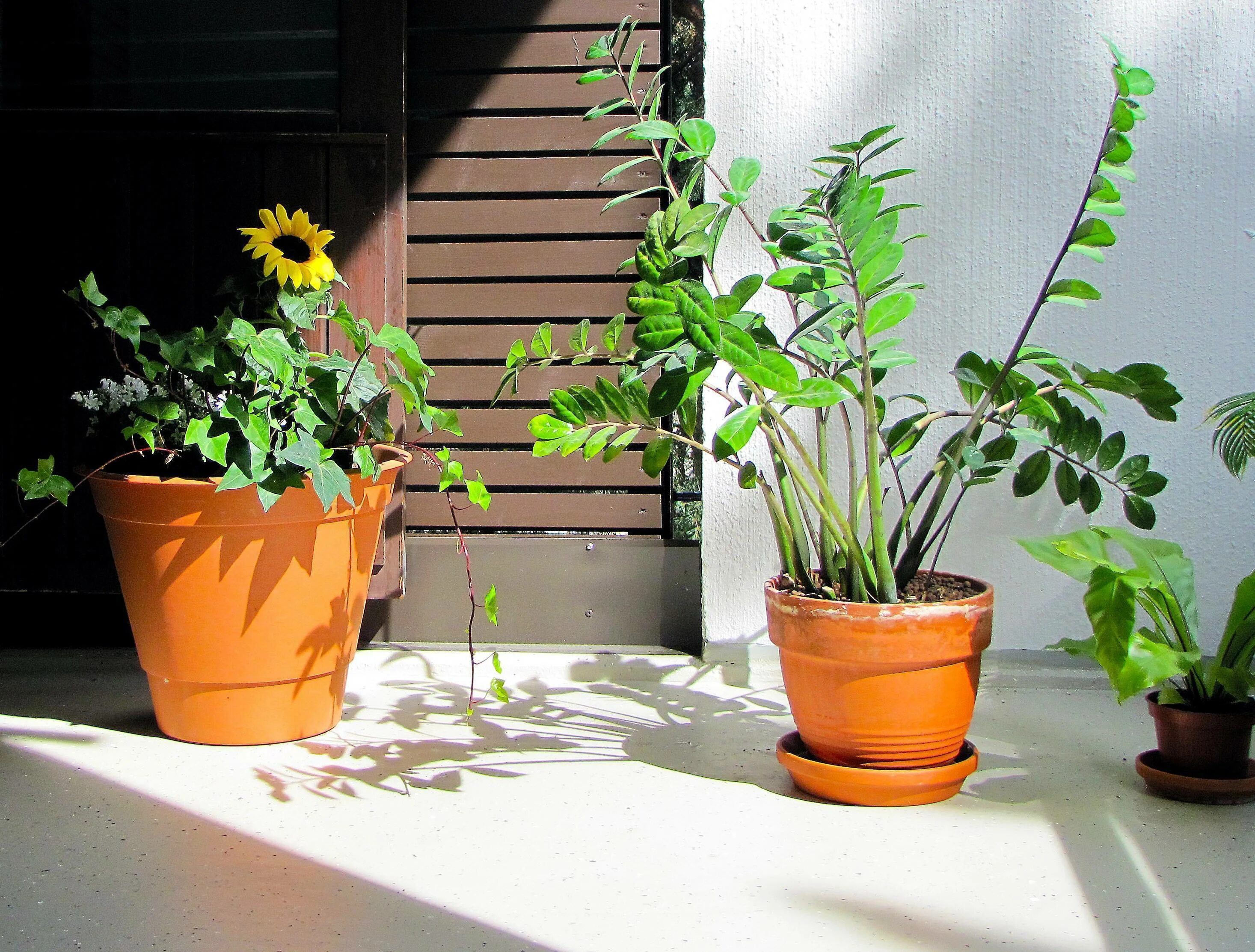 Замиокулькас. Замия кулькас. Замиокулькас windowsill. Замиокулькас полив. Комнатные цветы плант