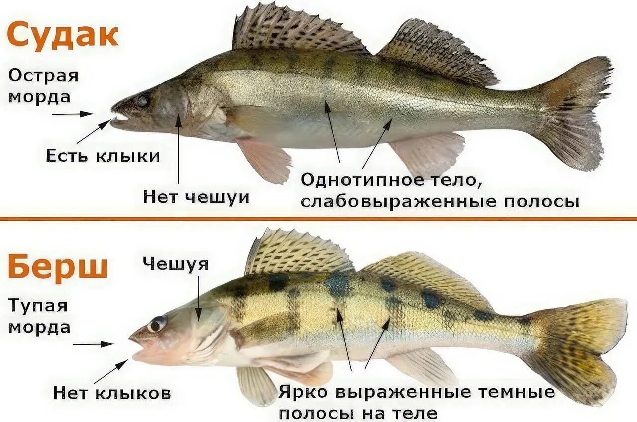 Как узнать есть ли рыба