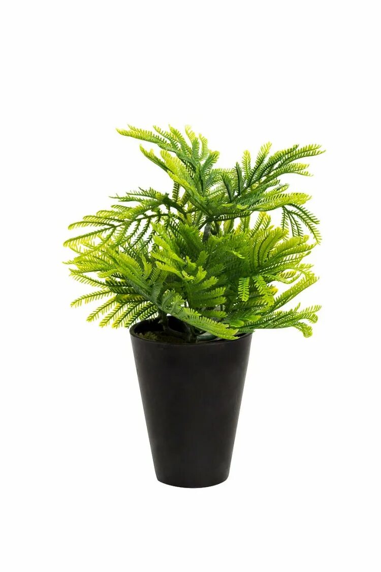 декоративные цветы в горшках. растение в горшке. декоративные цветы в горшках. крокусы леруа мерлен. 8 в горшочке.