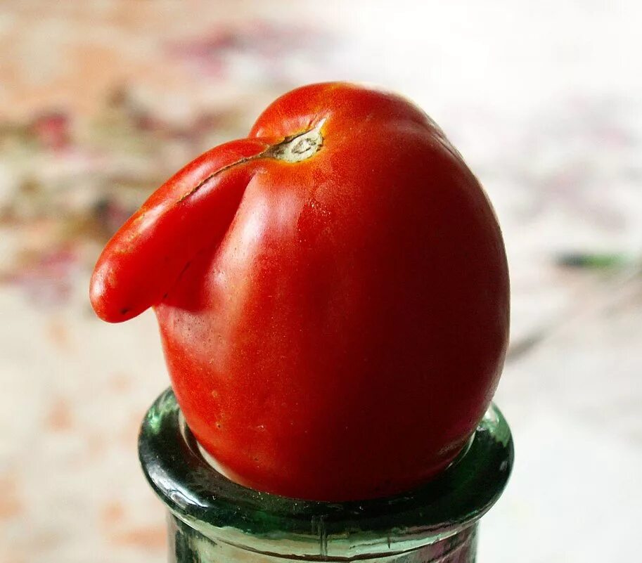 Томат синьор помидор семена. Томат синьор помидор f1. Томат лиана сеньор помидор. Сеньор f1 томат. Томат сеньор.