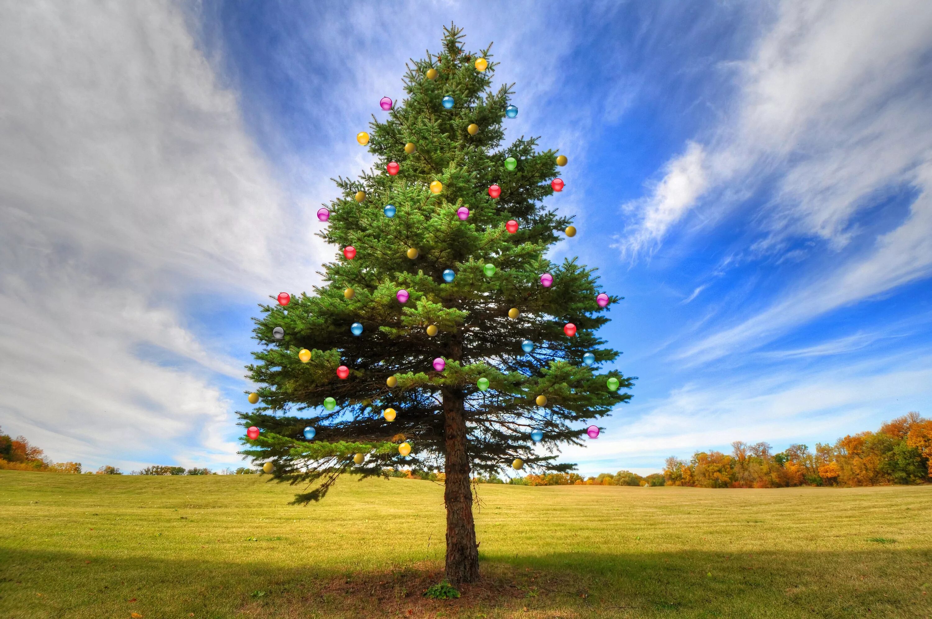 Дерево. Ель дерево. Дерево елочкой. Елка в природе. Tree елка