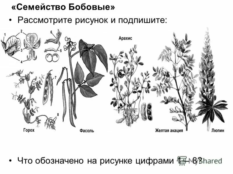 Классификация семейства бобовые. Семейство бобовые представители. растения семейства бобовых. семейство бобовые строение. семейство бобовые мотыльковые представители.