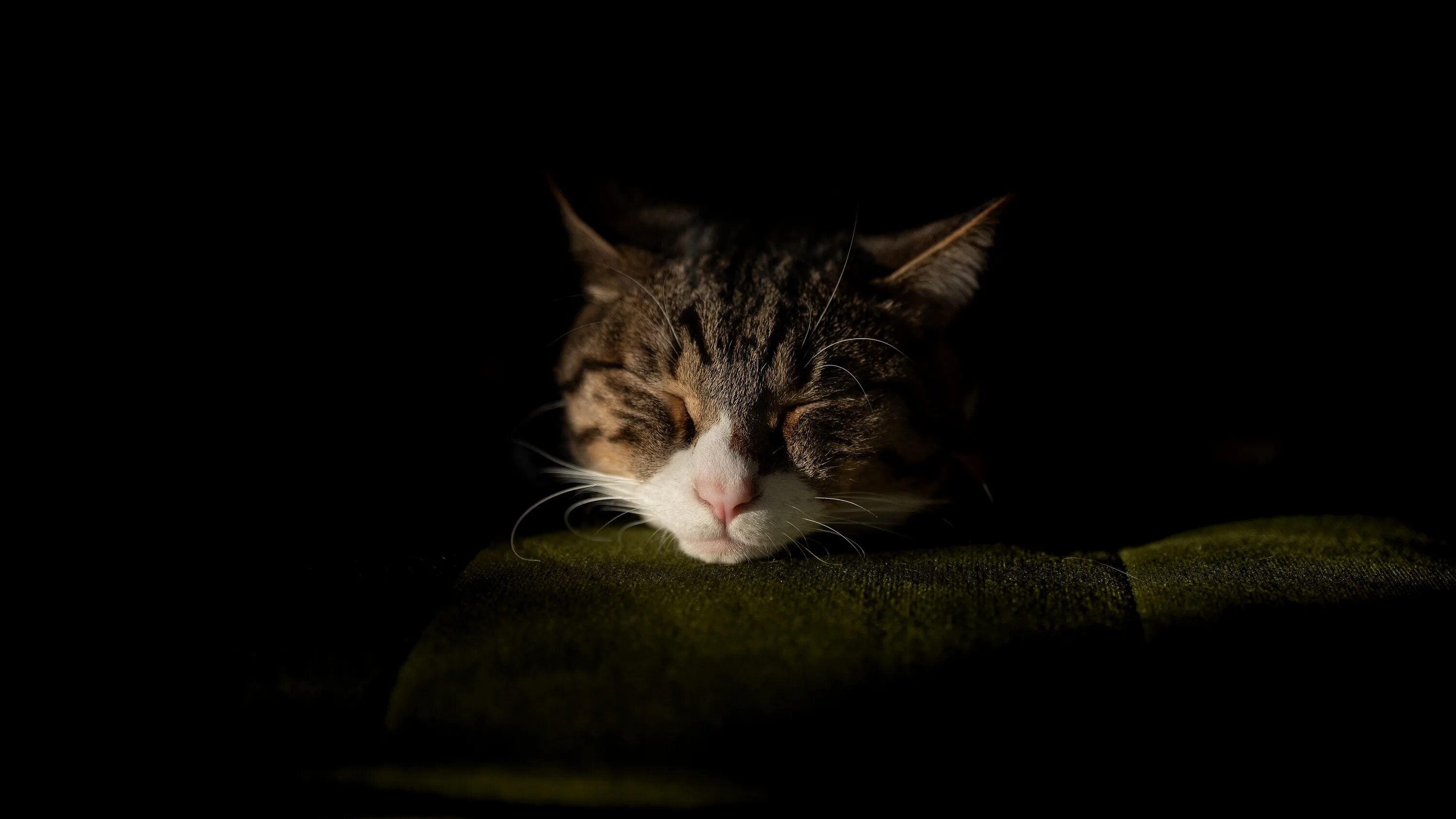 Котенок котэ в темноте. Кот спит на чёрном фоне. сплю на черном фоне. котик спит темный фон. кошка спит в темноте.