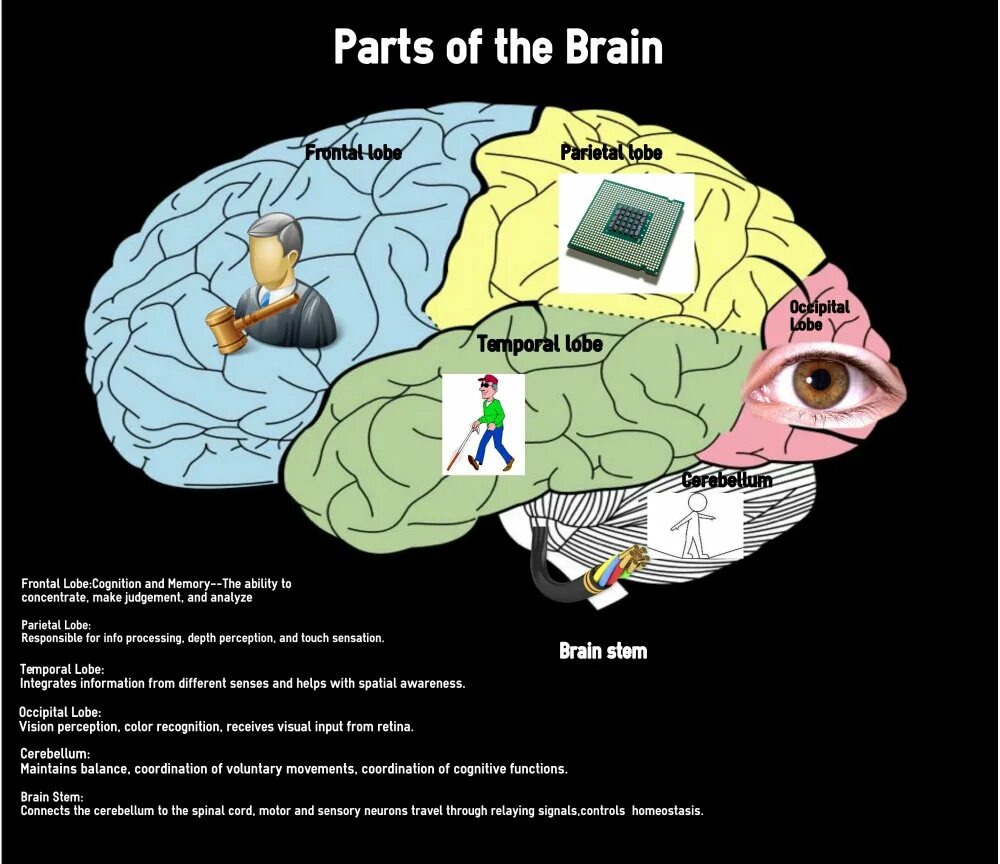 Info cognitive functions. Программное обеспечение мозга. Открой карту Brain. Parts of Brain responsible for.