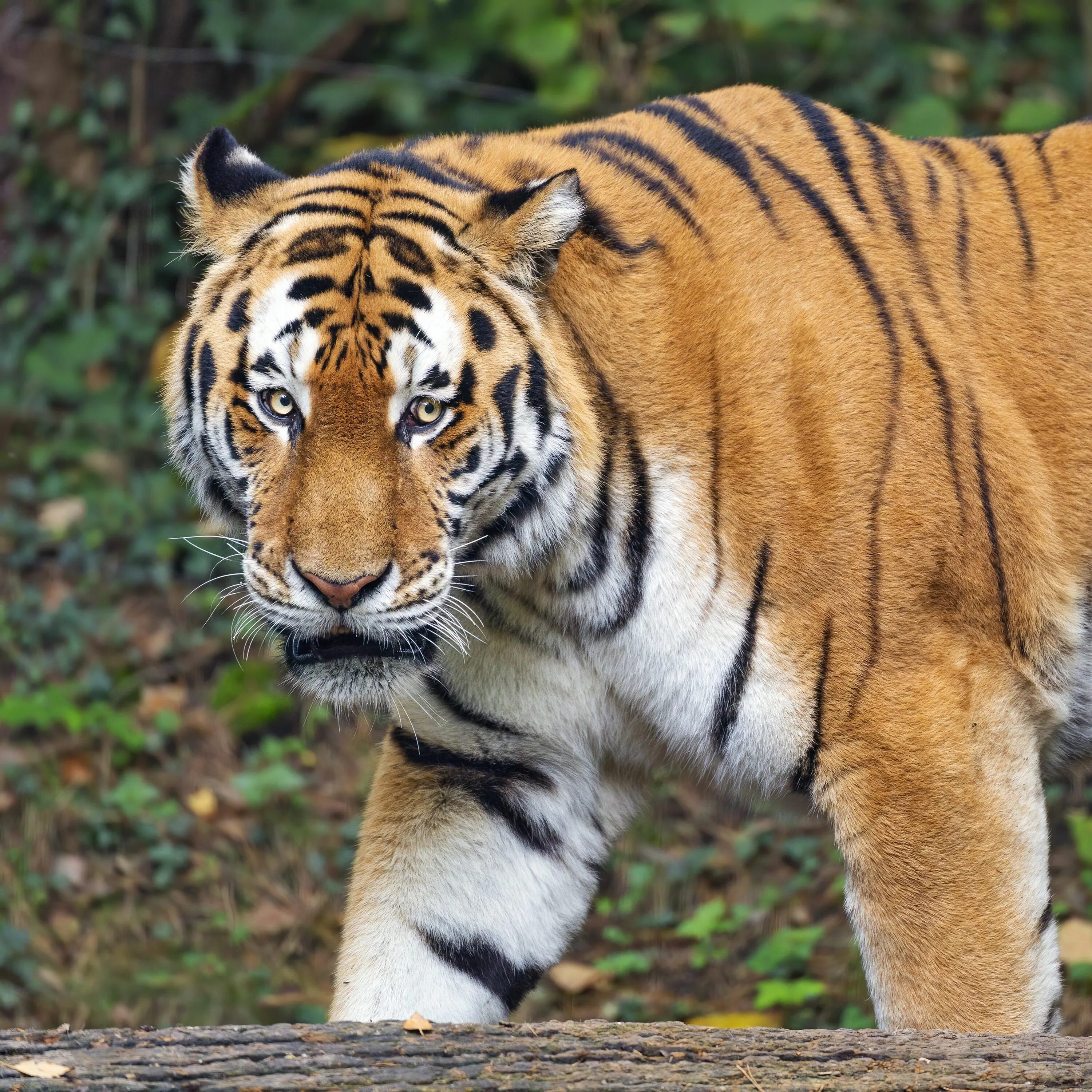 The tiger is large. Хищники животные. Тигр обои. Картинки тигров. Дикий тигр.