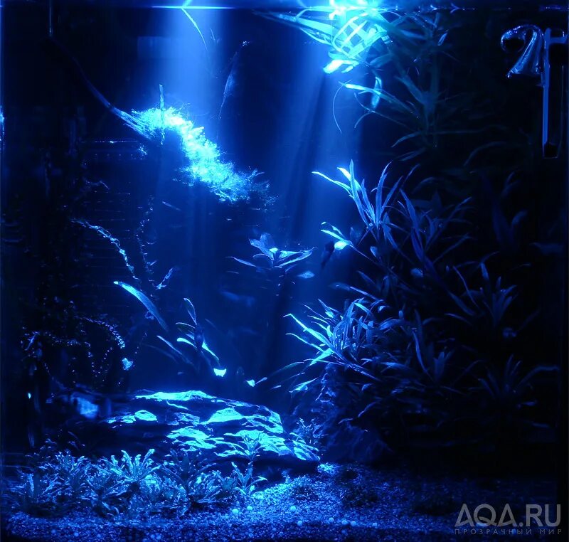 Выключать ли свет в аквариуме ночью. Лунный свет в аквариуме. Ночной свет в аквариуме. Ночной аквариум. Аквариум ночью.