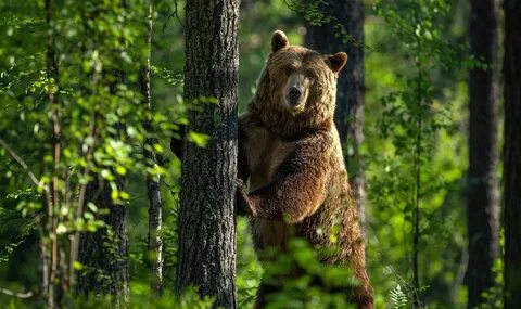 Животные около леса
