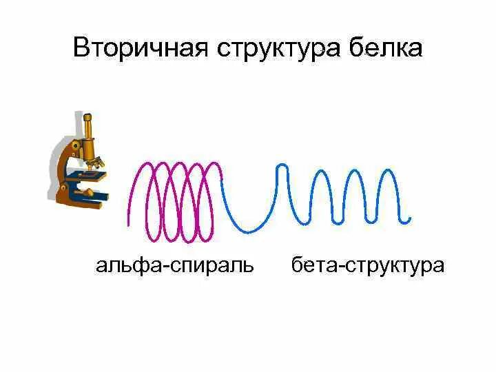 Структура белка бета складчатым слоем. Вторичная структура белка бета. Альфа спираль вторичной структуры. Бета спираль в белках. Альфа спираль белок.