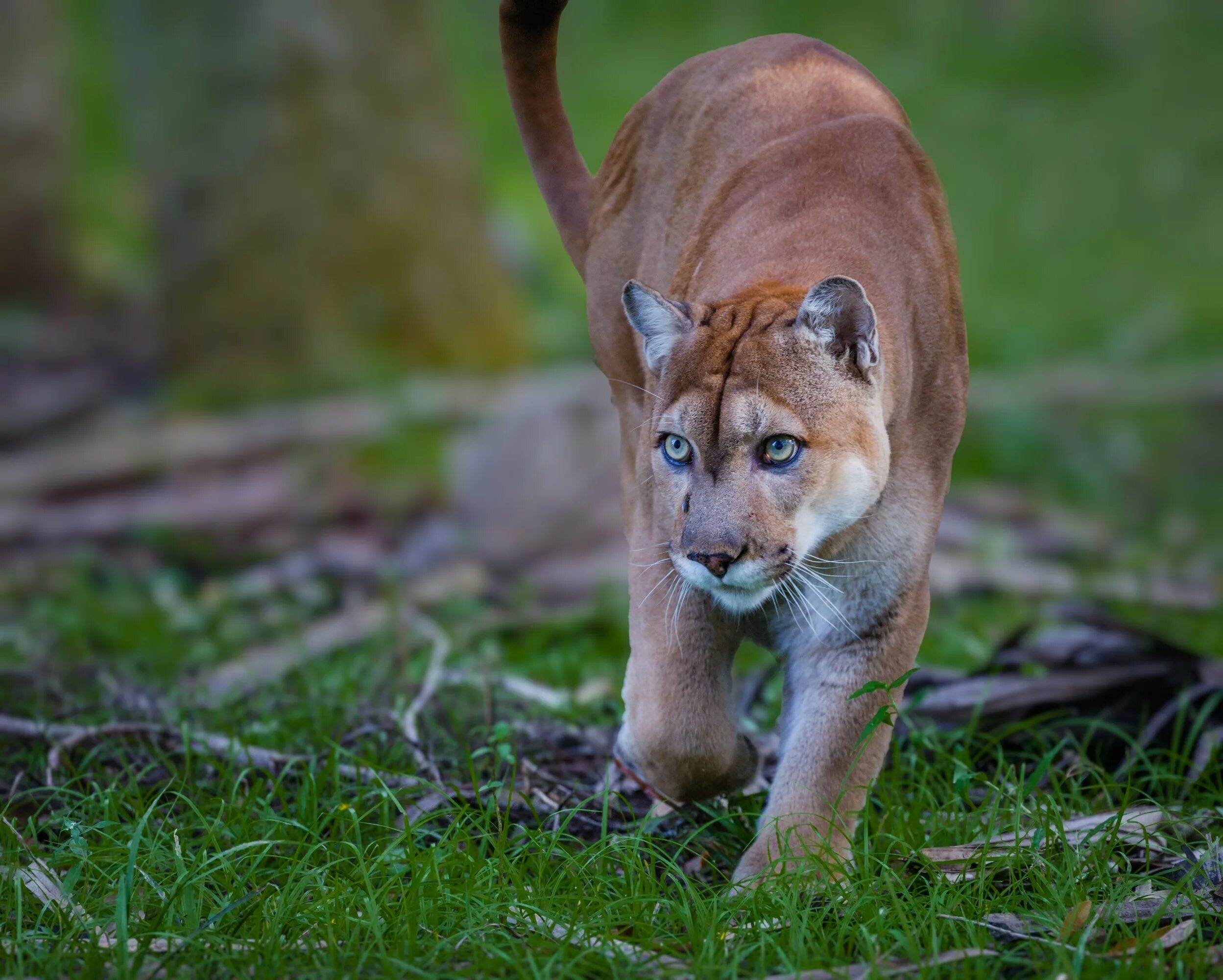 Флоридская Пума. Флоридская Пума пантера. Пума (Puma concolor):. Флоридская Пума животное. Полное название пумы