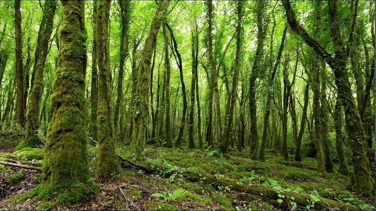 Звук природы в лесу. Чаща роща тайга бор. Тропинка в лесу. Лес 3д. Лес бор тайга роща чаща.