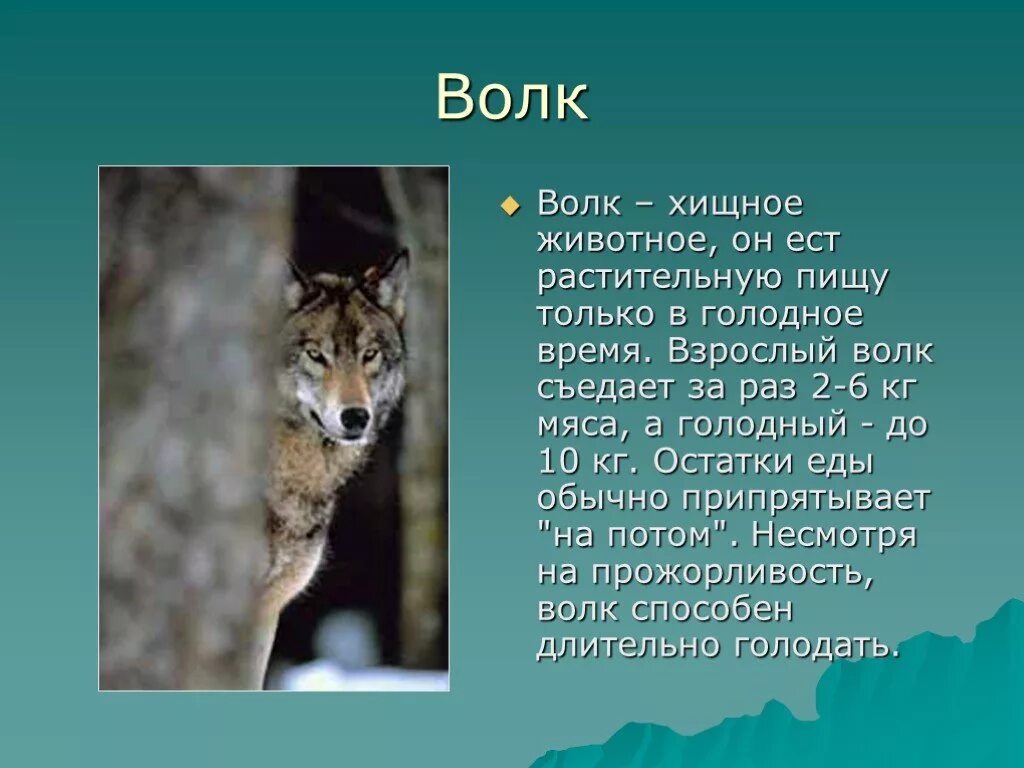 Небольшой доклад о животных. Доклад на тему волк. Описание волка. Доклад про волка
