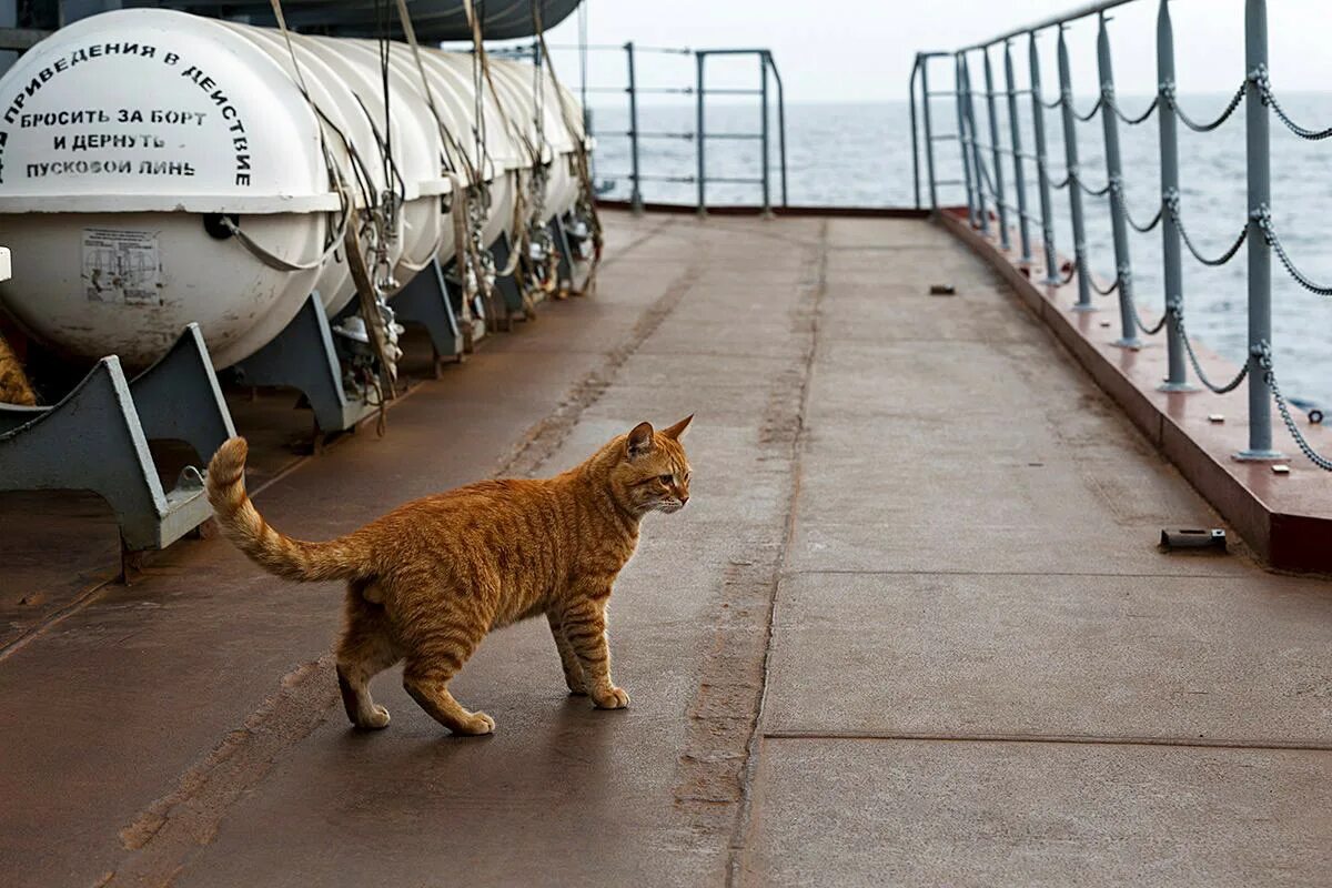 Корабельный кот. Кот с крейсера Москва. Кошка на корабле.