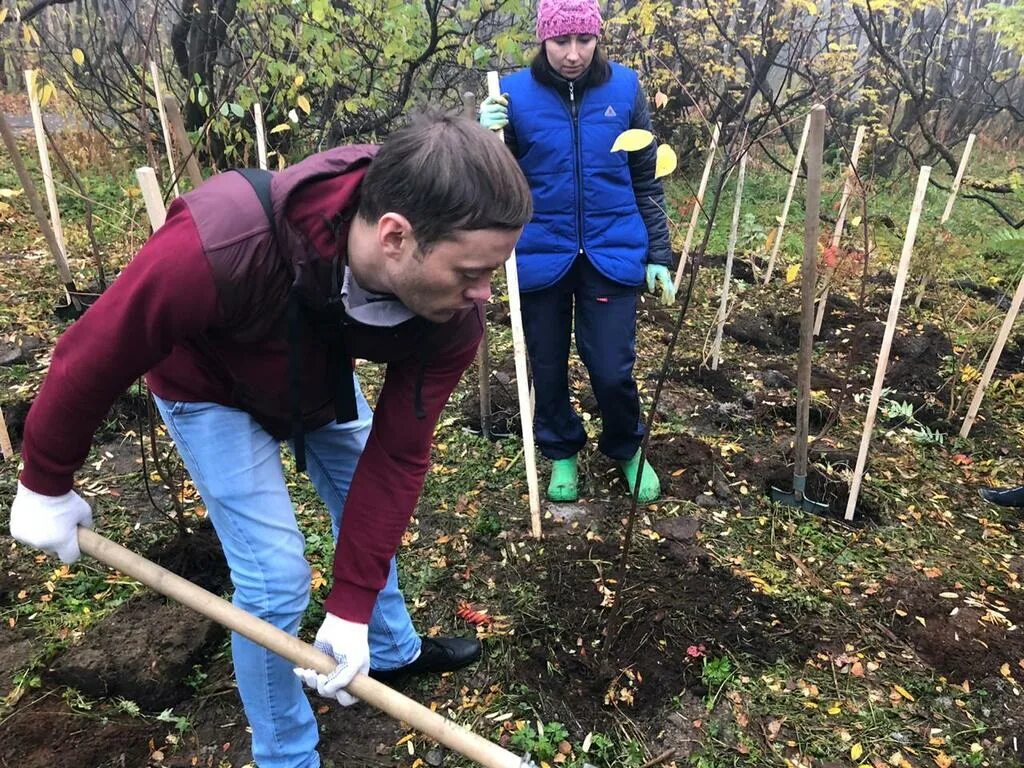 Дерево посажено впр 8 класс. Посадка деревьев в Мурманске. Что сажать с рябиной. В парке сажали молодые деревья. Посадка рябины осенью.