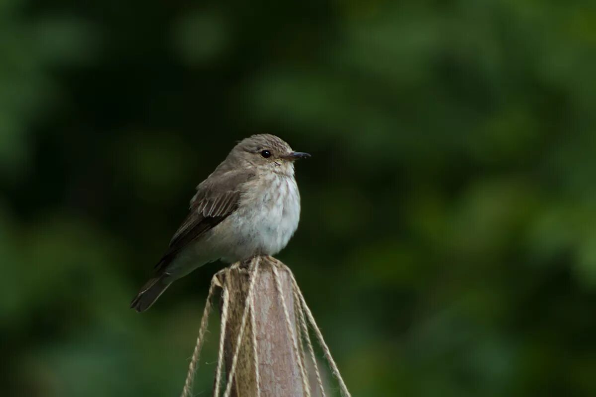 Как будет 16 серых птиц. Мухоловка серая – Muscicapa striata (Pallas, 1764). Серая мухоловка (Muscicapa striata). Серая мухоловка в Сибири. Серая мухоловка зимой.