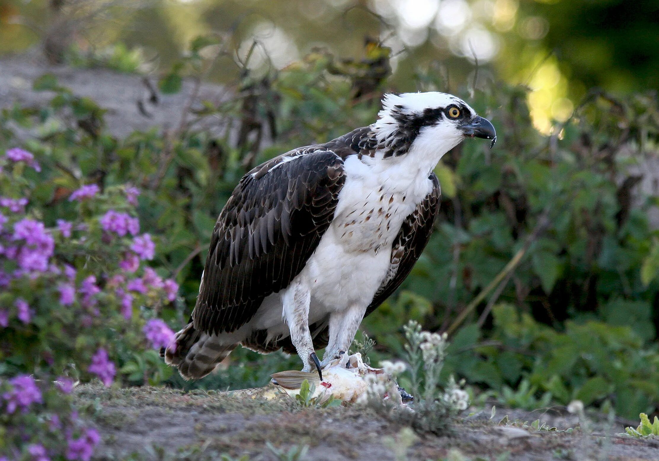 Скопа красная книга. Скопа (Pandion haliaetus). Скопа (Pandion haliaetus l.). Скопа – Pandion haliaetus (Linnaeus, 1758). Скопа – Pandion haliaetus (Linnaeus,.