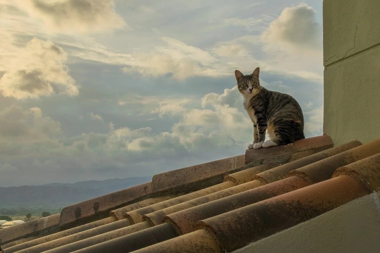 Кот гуляет ночью. Кошки на крыше. кот гуляет по крыше. котенок на крыше. кот сидит на крыше.